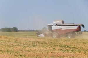 récolte pois avec une combiner moissonneuse. récolte pois de le des champs. photo