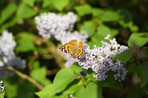 papillon Vanessa cardui sur lilas fleurs. pollinisation épanouissement lilas. photo