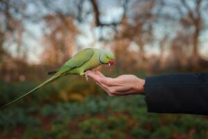perruche avec vert plumes alimente de une main dans de Londres froid hiver parc photo