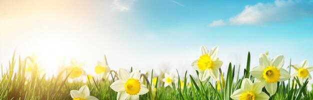 ai généré Pâques et jonquilles sur vert herbe dans le Soleil. photo