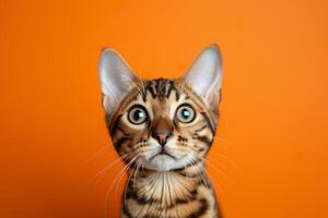 ai généré une Bengale chat avec gros yeux regards à le caméra photo