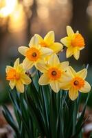 ai généré une grappe de jonquilles, leur d'or trompettes annonciateur le arrivée de printemps photo