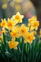 ai généré une grappe de jonquilles, leur d'or trompettes annonciateur le arrivée de printemps photo