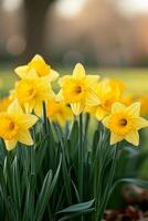 ai généré une grappe de jonquilles, leur d'or trompettes annonciateur le arrivée de printemps photo