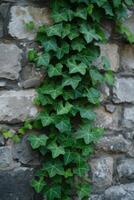 ai généré verdoyant lierre vignes rampant en haut une pierre mur, ajouter personnage et charme photo