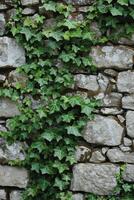 ai généré verdoyant lierre vignes rampant en haut une pierre mur, ajouter personnage et charme photo