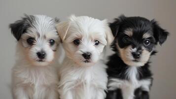 ai généré le irrésistible Mignonnerie de le chiots est présenté comme elles ou ils pose avec sucré innocence photo