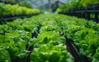 ai généré divers différent les types de salade avec Lignes dans le champ photo