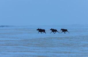 orignal des prairies en hiver saskatchewan canada photo