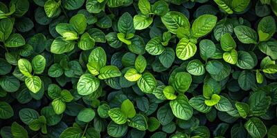 ai généré feuilles vert Contexte. abstrait printemps Contexte Naturel vert feuille dans le forêt. Haut vue de vert feuille dans le jardin. plat poser. photo