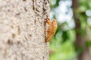 cigale coquille sur le arbre dans le forêt, Thaïlande. photo