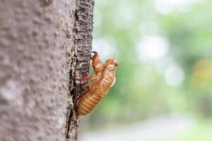 cigale mue sur le arbre, fermer de photo