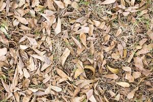 feuilles tombées au sol photo