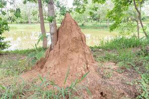 énorme termite monticule dans le parc, Thaïlande. photo