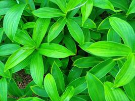 paysage de cheilocostus plante avec ange Haut photo