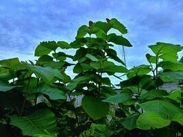 Jeune teck arbre feuilles dans le Cour de le maison photo