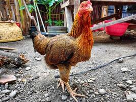 en plein air poulets dans le Cour photo