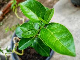 le rafraîchissant vert feuilles de le jasmin plante photo