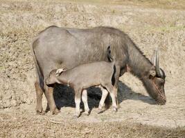 troupeau de buffle en mangeant herbe, troupeau de buffle pâturage dans luxuriant vert prairie, troupeau de buffle en mangeant herbe, une troupeau de buffles en mangeant herbe sur le inculte champ photo