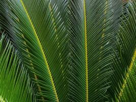 proche en haut de une vert paume feuille. Naturel Contexte et texture. photo