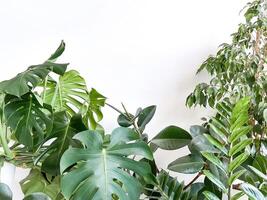 plante monstera délicieuse, zamiokulkas et ficus sur blanc Contexte. minimalisme photo