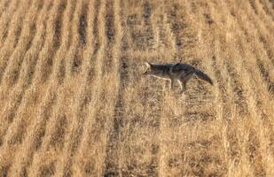 prairie coyote Canada photo