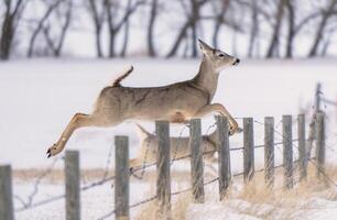 prairie cerf saskatchewan photo