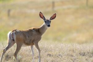 prairie cerf saskatchewan photo