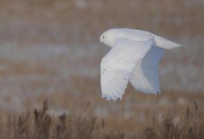 harfang des neiges hiver photo