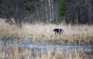 noir ours dans champ photo