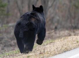 noir ours proche en haut photo