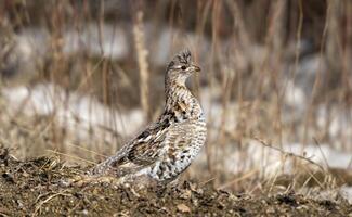 ébouriffé tétras saskatchewan photo