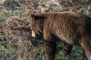 cannelle noir ours photo