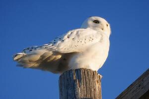 harfang des neiges hiver photo