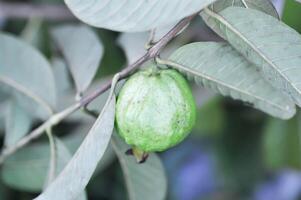 goyave arbre, myrtacées ou psidium goyave Linn sur le arbre photo