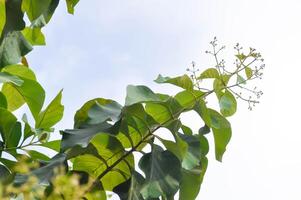 tectonique grandiose, teck ou lamiacées ou teck plante ou teck la graine ou teck et fleur photo