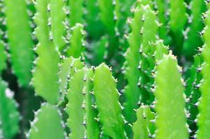 cactus plante ou euphorbe ou euphorbe mayurnathanii ,euphorbe lactée ou euphorbe Lacei crabe photo