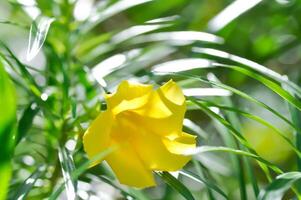 thevetia péruvienne ,jaune oléande ou chanceux écrou ou chanceux haricot ou trompette fleur photo