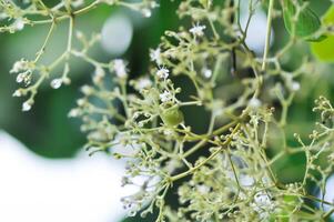 tectonique grandiose, teck ou lamiacées ou teck plante ou teck la graine ou teck et fleur photo