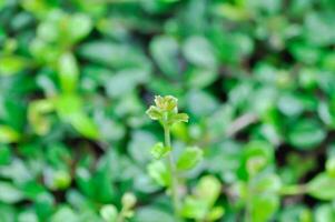 carmone retusa ,boraginacées plante photo