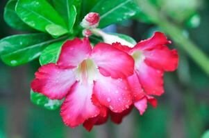 désert rose, apocyacées ou adénium obesum ou moquer azalée ou rosebignonia ou impala lis et pluie laissez tomber photo