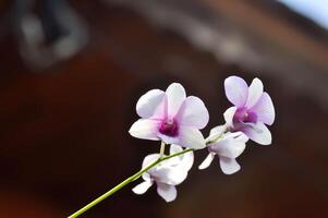 violet orchidée ou blanc et violet orchidée fleur, orchidée ou orchidacées photo