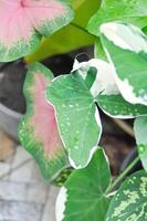 albomarginata, aracées ou Schott ou xanthosome sagittifolium ou xanthosome ou mickey Souris plante photo