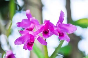 cattleya bowringiana , Cattleya ou orchidée ou cattleya hybrides ou orchidacées ou lavande cattleya photo