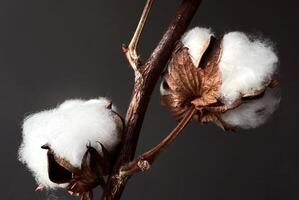 proche en haut de une coton branche sur foncé Contexte. délicat blanc coton fleurs. photo