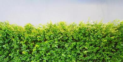 vert arbre plante sur blanc béton mur pour Contexte avec au dessus copie espace. beauté de la nature et modèle concept photo