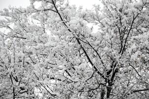 arbres couverts de neige photo