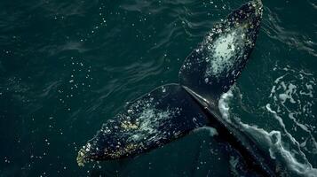 ai généré une gris baleine est nager dans le l'eau photo