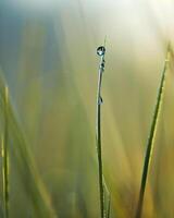 ai généré une laissez tomber de l'eau sur une lame de herbe photo