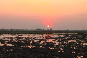magnifique le coucher du soleil plus de riz des champs. le Naturel atmosphère dans le magnifique après-midi. photo
